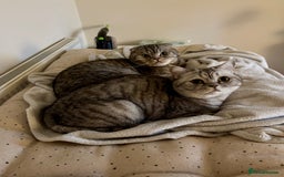 Scottish Fold cats for sale: Loving home wanted for 2 Scottish Fold boys - Image 2