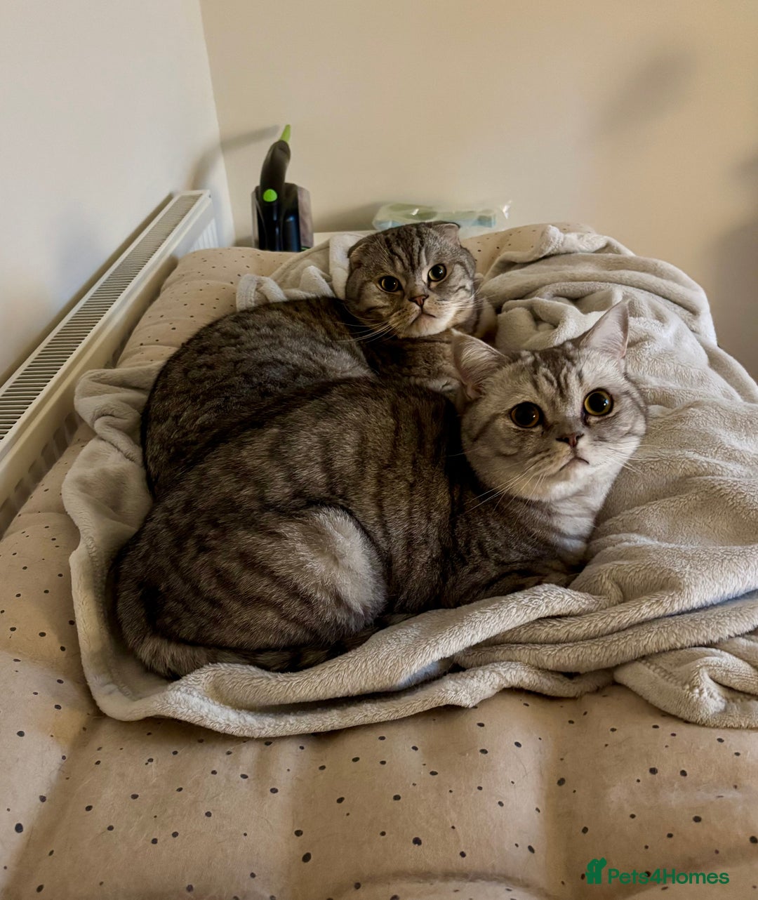 Scottish Fold cats for sale: Loving home wanted for 2 Scottish Fold boys - Image 2