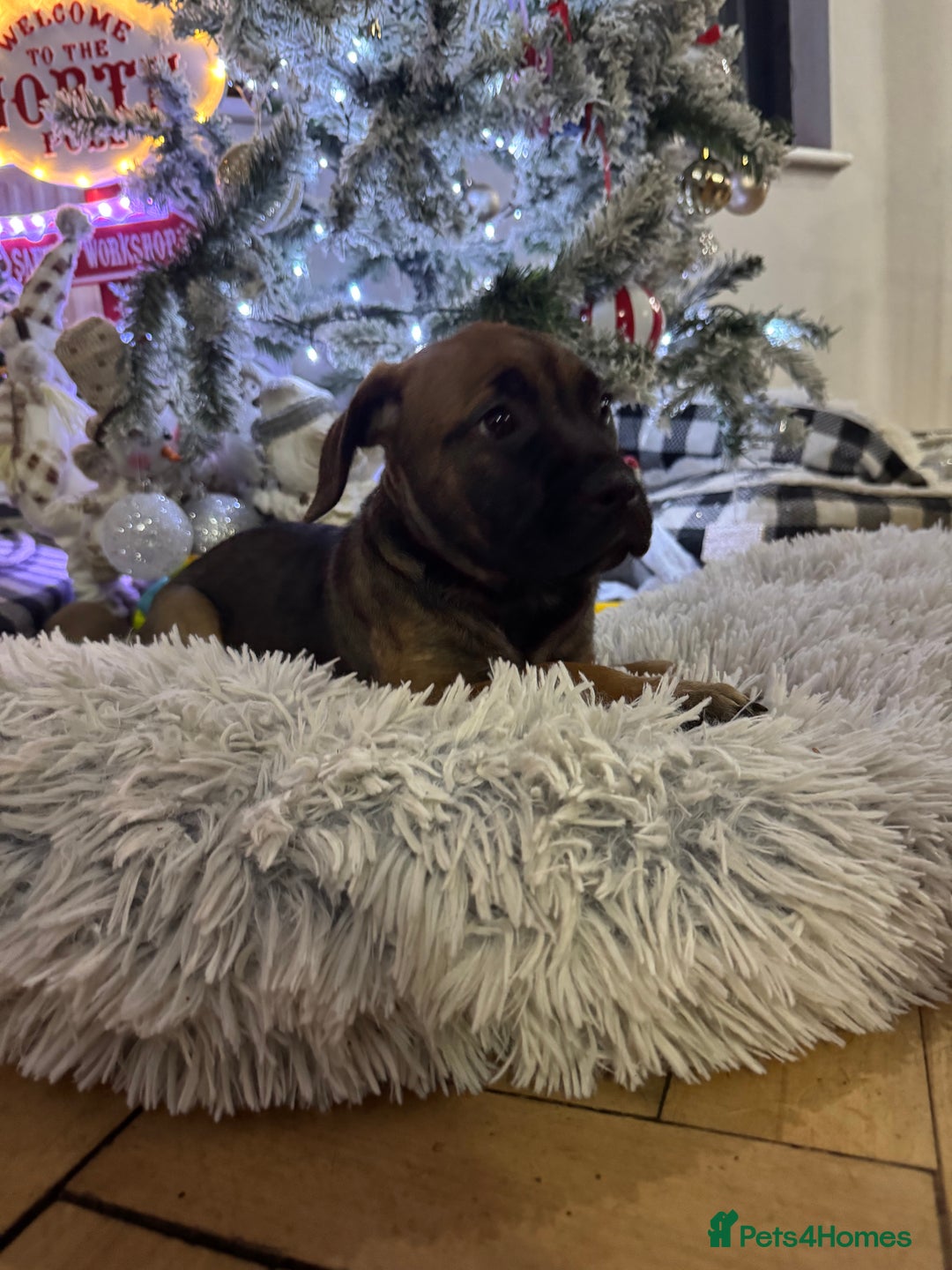 Mixed Breed dogs for sale: American Staff x Bullmastiff Pups  - Advert 23