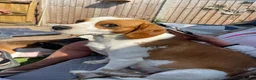 Mixed Breed dogs for sale: Royal Springhound (Springlier’s) - Advert 4