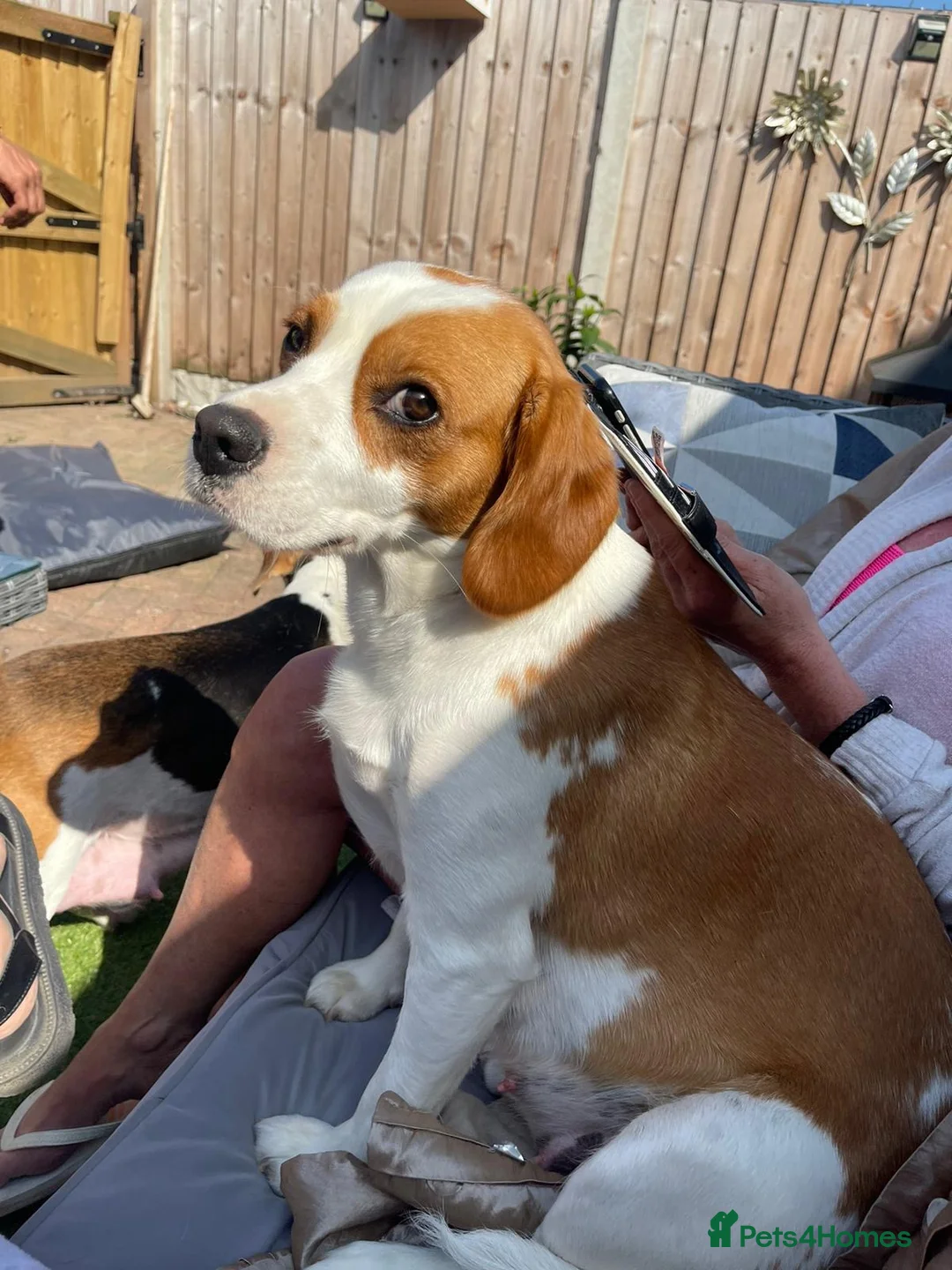 Mixed Breed dogs for sale: Royal Springhound (Springlier’s) - Advert 4
