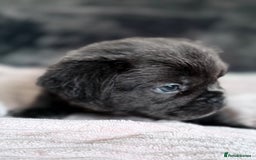 French Bulldog dogs for sale: FLUFFY FRENCH BULLDOGS  - Image 6