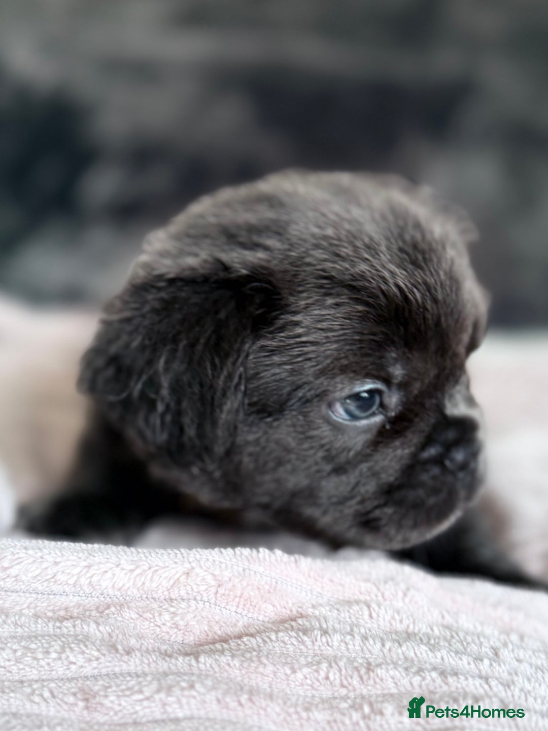 French Bulldog dogs for sale: FLUFFY FRENCH BULLDOGS  - Image 6