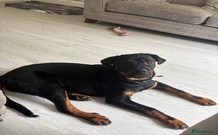 Rottweiler dogs - Advert 1