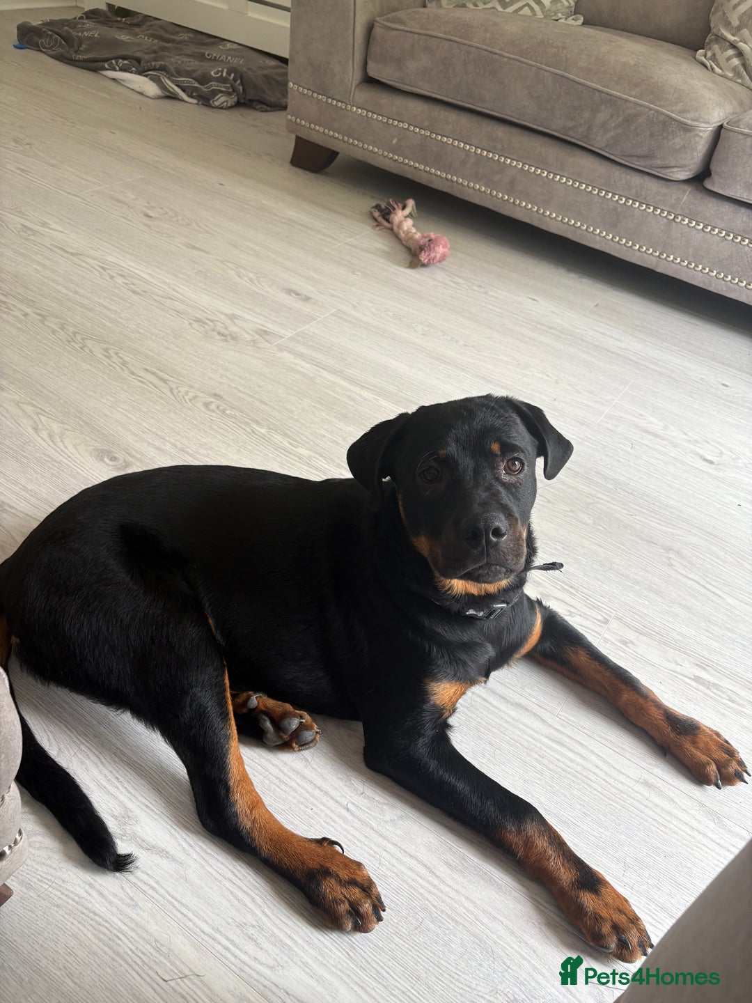 Rottweiler dogs for sale: Zora the Rotty - Image 1