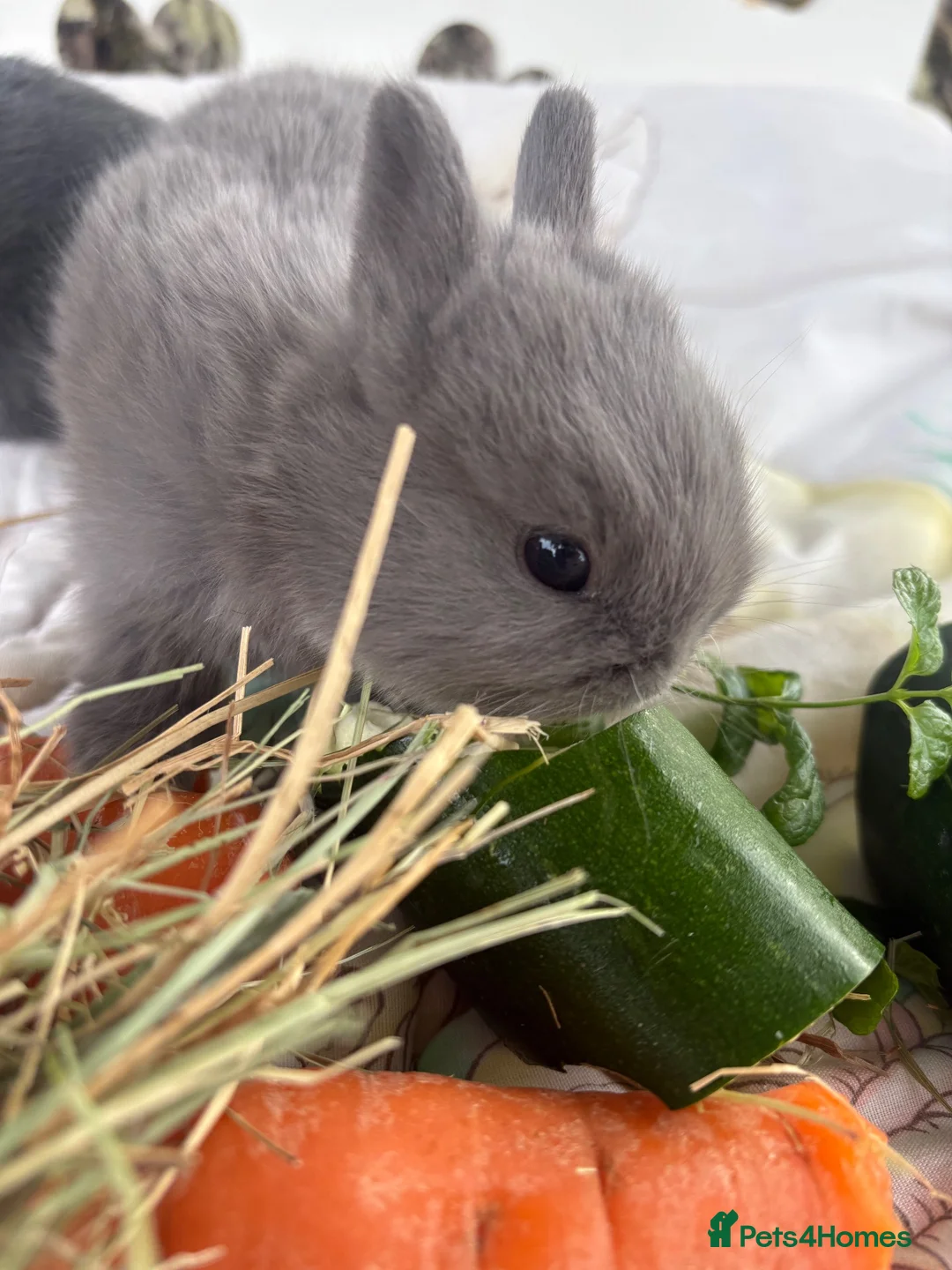 Netherland Dwarf rabbits for sale: Sweet blue Netherland Dwarf bunnies  - Advert 2