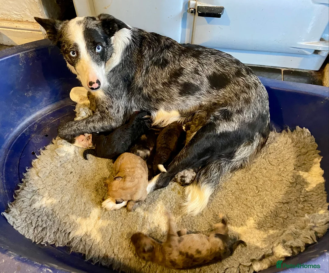 Bordoodle dogs for sale: Standard Bordoodle/Colliepoodle Puppies - Advert 2