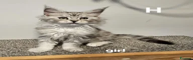 Maine Coon H