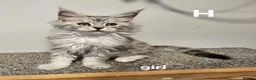 Maine Coon cats for sale: Large Maine Coon kittens regd European bloodline - Advert 30