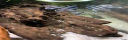 Plecos fish for sale: Hypancistrus Zebra Pleco L046 ~ 6-7cm in Sevenoaks - Advert 2
