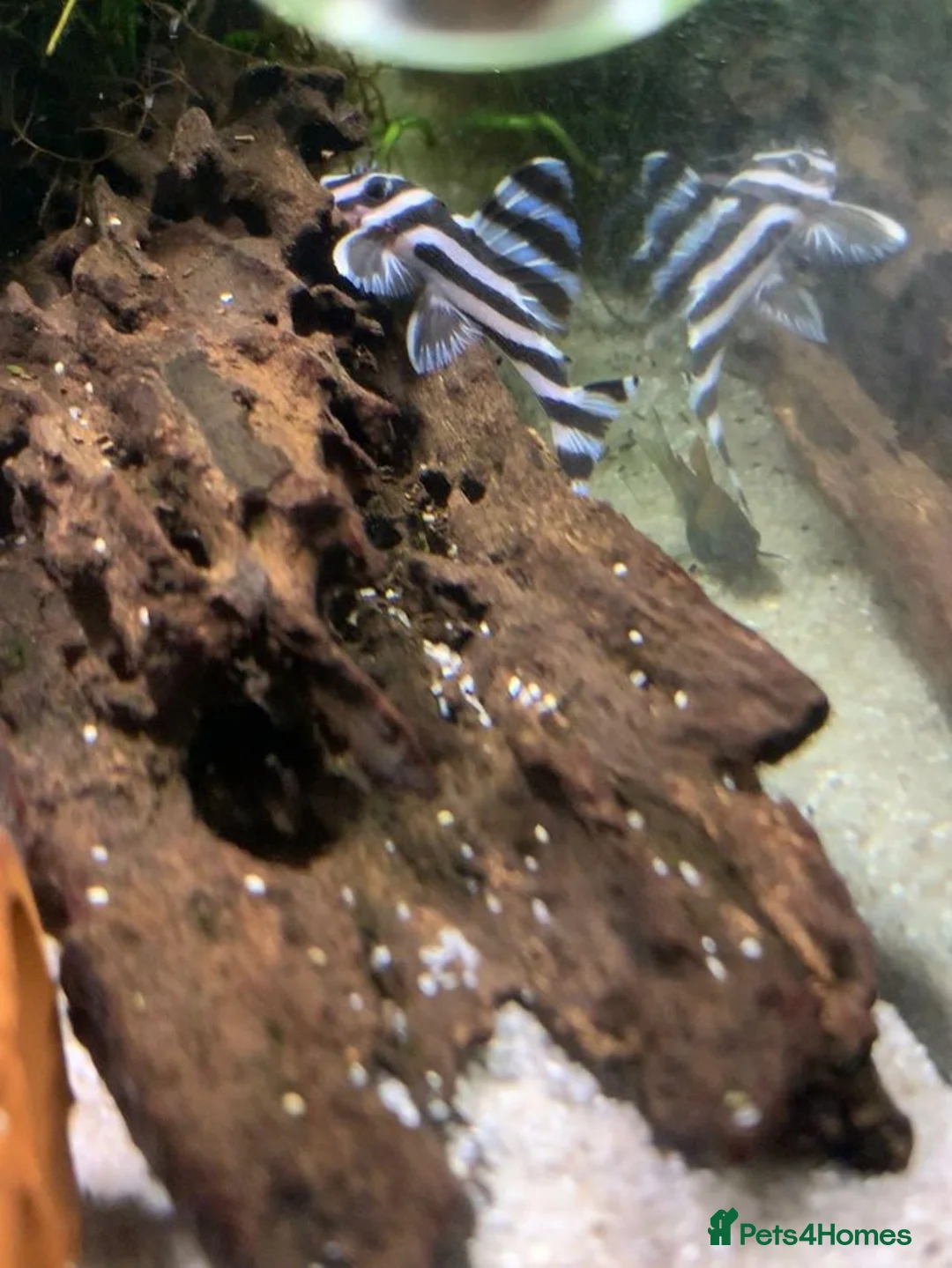 Plecos fish for sale: Hypancistrus Zebra Pleco L046 ~ 6-7cm in Sevenoaks - Advert 2