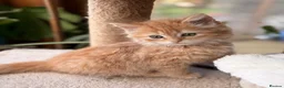 Persian cats for sale: BEAUTIFUL PERSIAN X KITTENS READY NOW - Advert 4