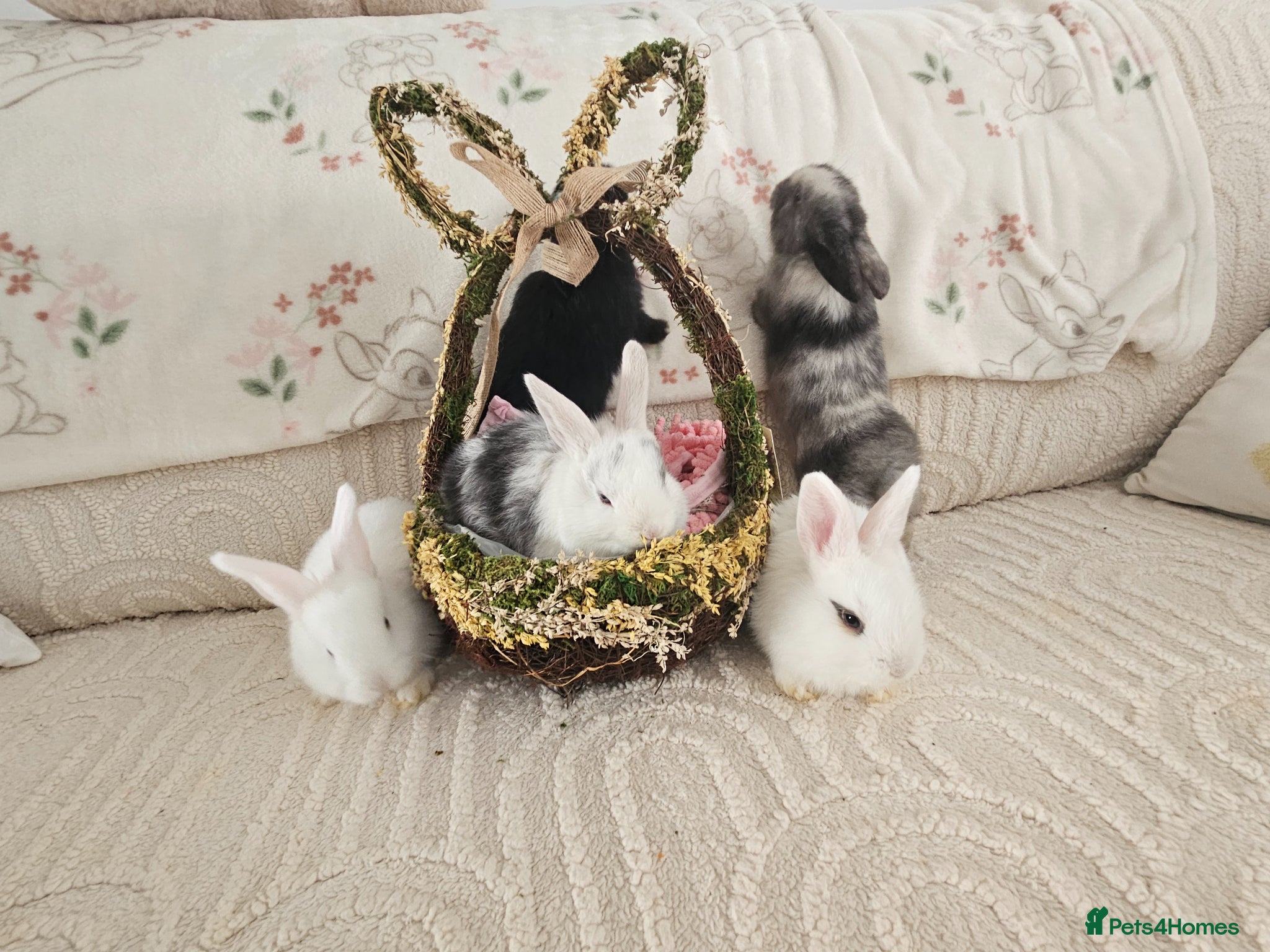 Mixed Breed rabbits  lop/lionhead and lop/dutch litters - Advert 1