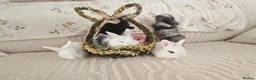 Mixed Breed rabbits for sale: 1 lop/dutch blue eyes 2 lop/lionhead - Advert 10