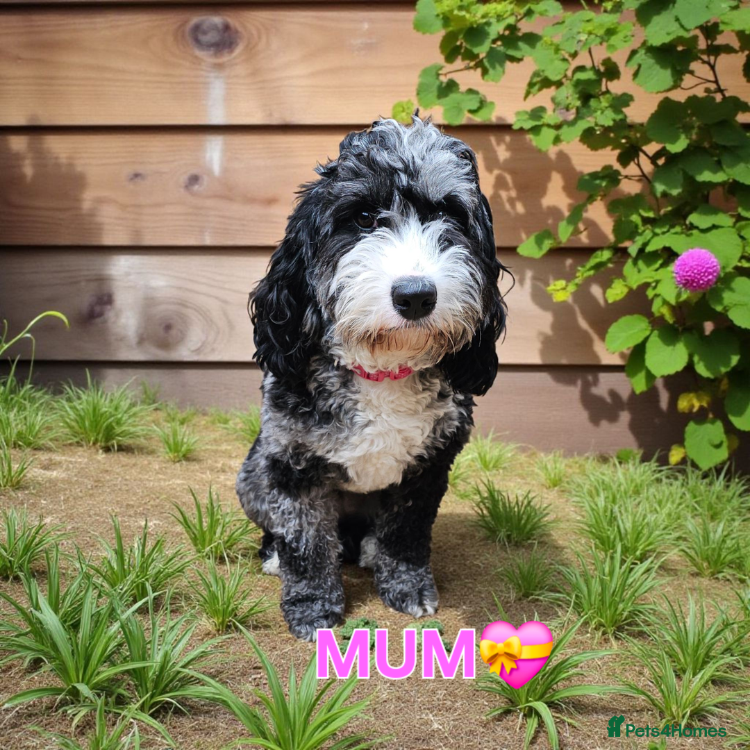 Cavapoo dogs for sale: STUNNING FULLY HEALTH TESTED F1B CAVAPOO  - Advert 4