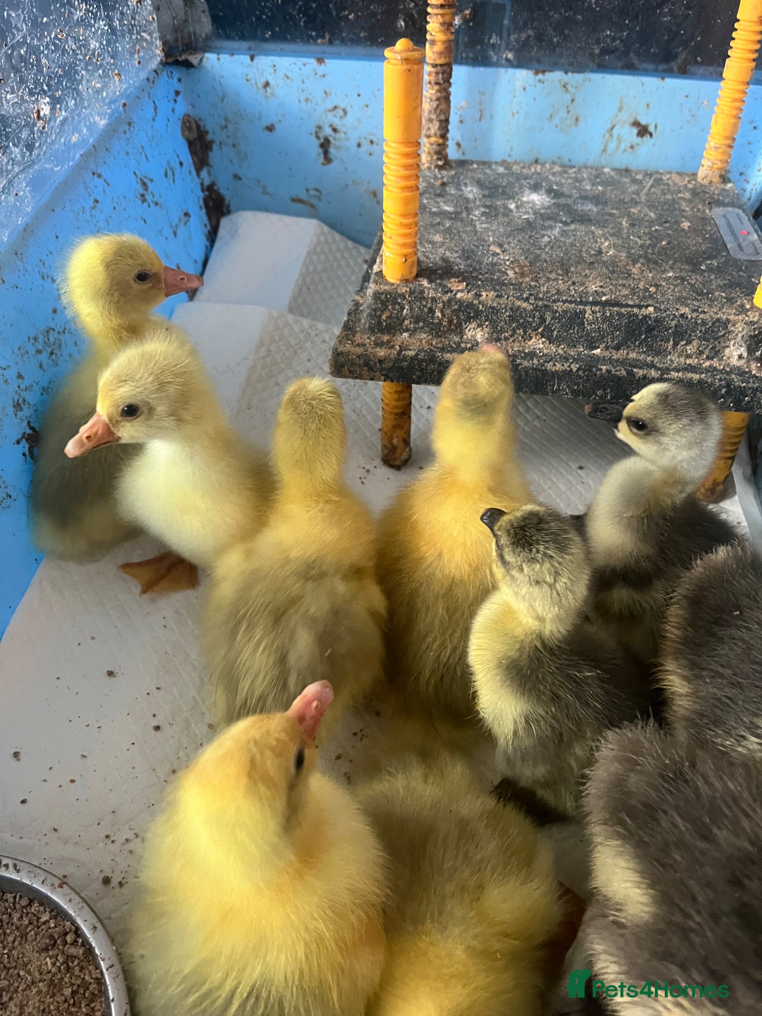 Geese poultry for sale: Embden and Chinese goslings hatched 1/6/26 - Advert 3