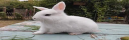 Mixed Breed rabbits for sale: Mixed breed £70 each - Advert 22