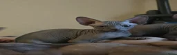 Sphynx cats for sale: Sphynx kittens in Milton Keynes - Advert 16
