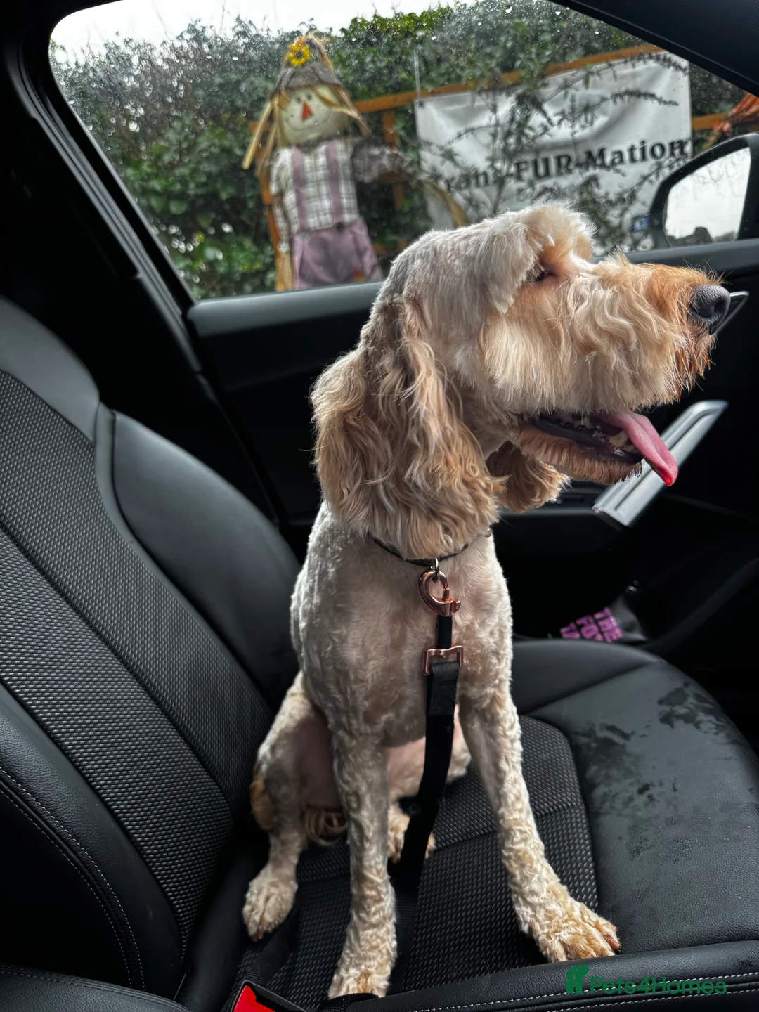 Cockapoo dogs for sale: Female cockapoo  in North Ferriby - Advert 2