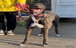 Greyhound dogs for adoption: Gorgeous young Tilly wants a loving forever home - Image 2