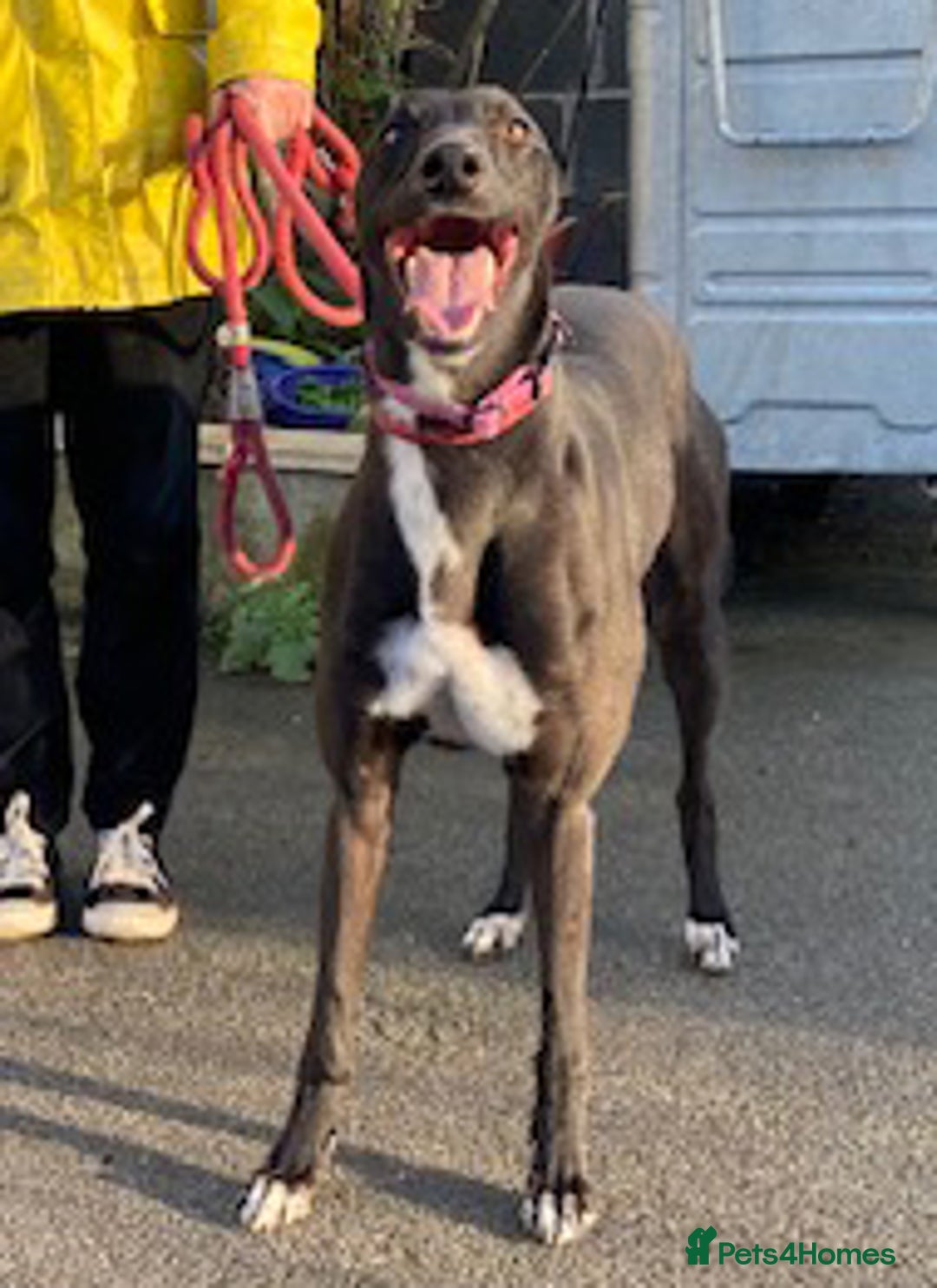 Greyhound dogs for adoption: Gorgeous young Tilly wants a loving forever home - Image 2