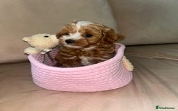 Maltipoo dogs for sale: Stunning Red Maltipoo Boys 🐶  - Image 9