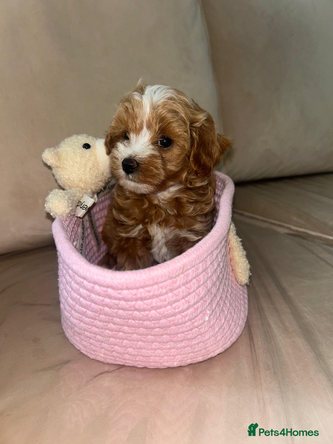 Maltipoo dogs for sale: Stunning Red Maltipoo Boys 🐶  - Image 9