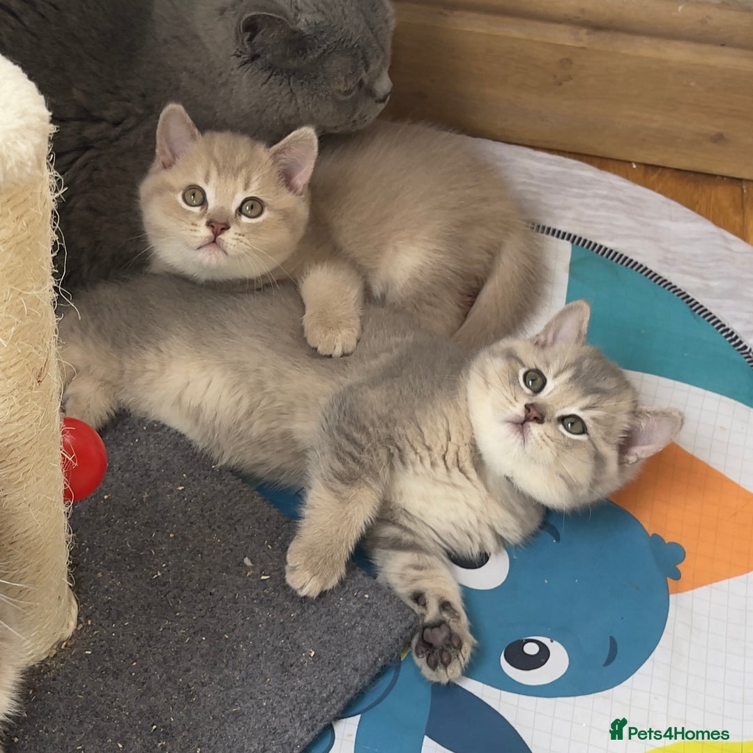 British Shorthair cats for sale: GCCF British Shorthair Kittens– Champion Lines - Image 5