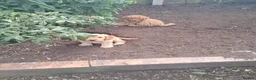 Cockapoo dogs for sale: Cockapoos F2 (deep red/faun) - Advert 10