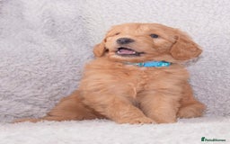Goldendoodle dogs for sale: Goldendoodles ready in 1 weeks, Beautiful babies. - Image 2