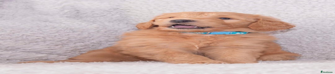 Goldendoodle Pale blue 