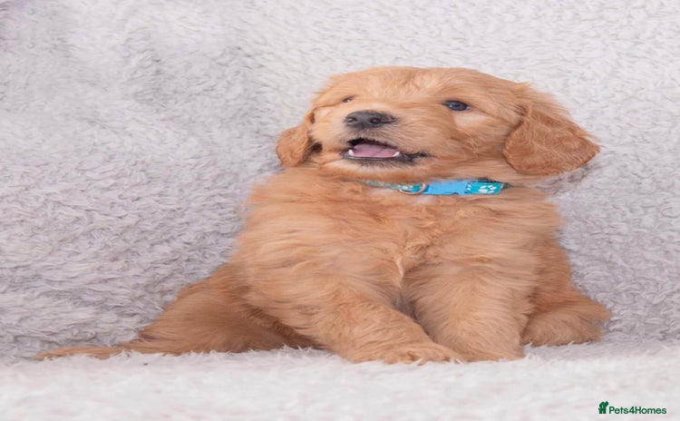 Goldendoodle dogs - Advert 1