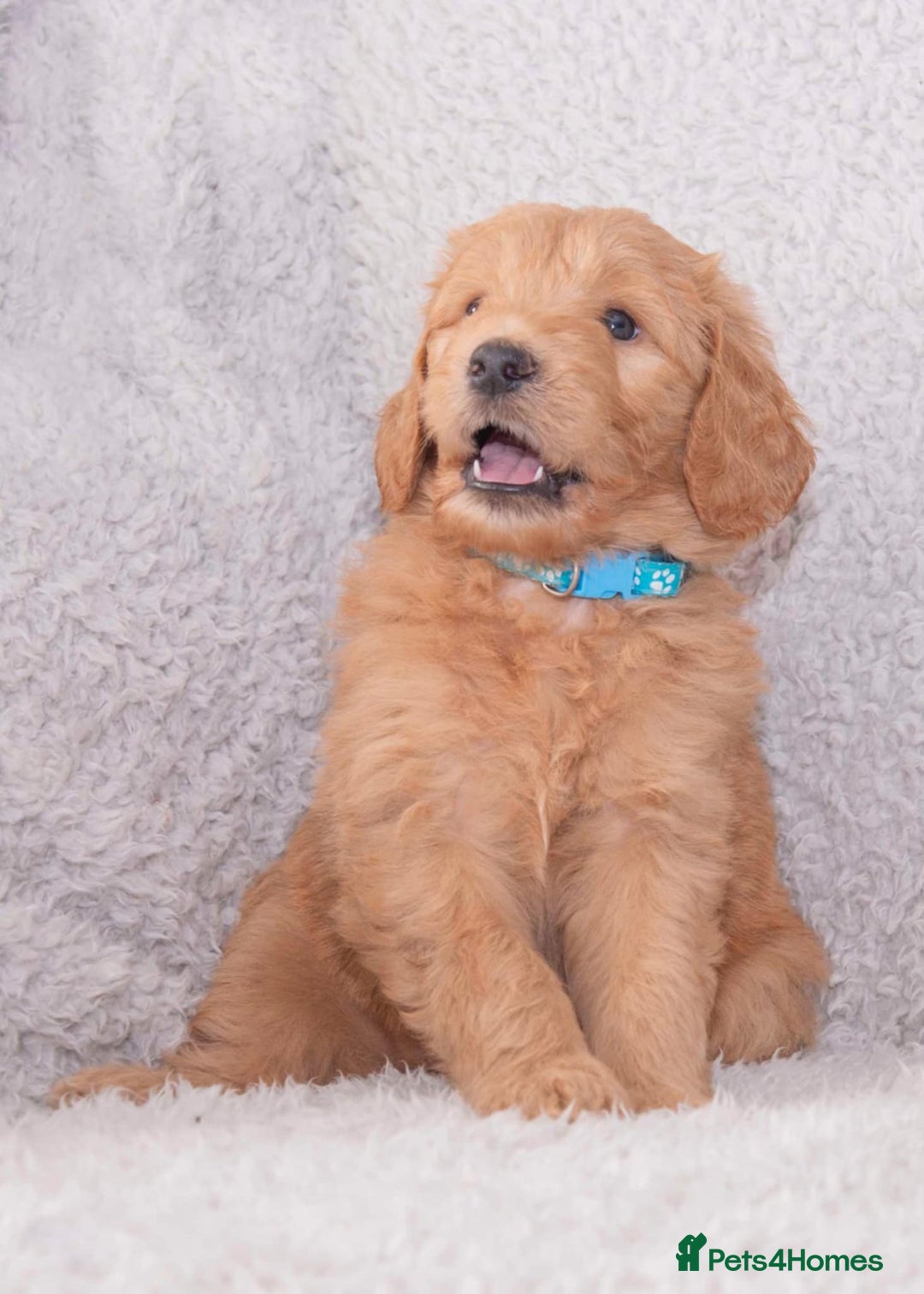 Goldendoodle dogs for sale: Goldendoodles ready in 1 weeks, Beautiful babies. - Image 2