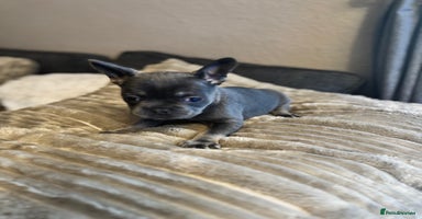 French Bulldog dogs Chunky french bulldog - Advert 16