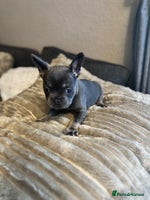 French Bulldog dogs Chunky french bulldog - Advert 16