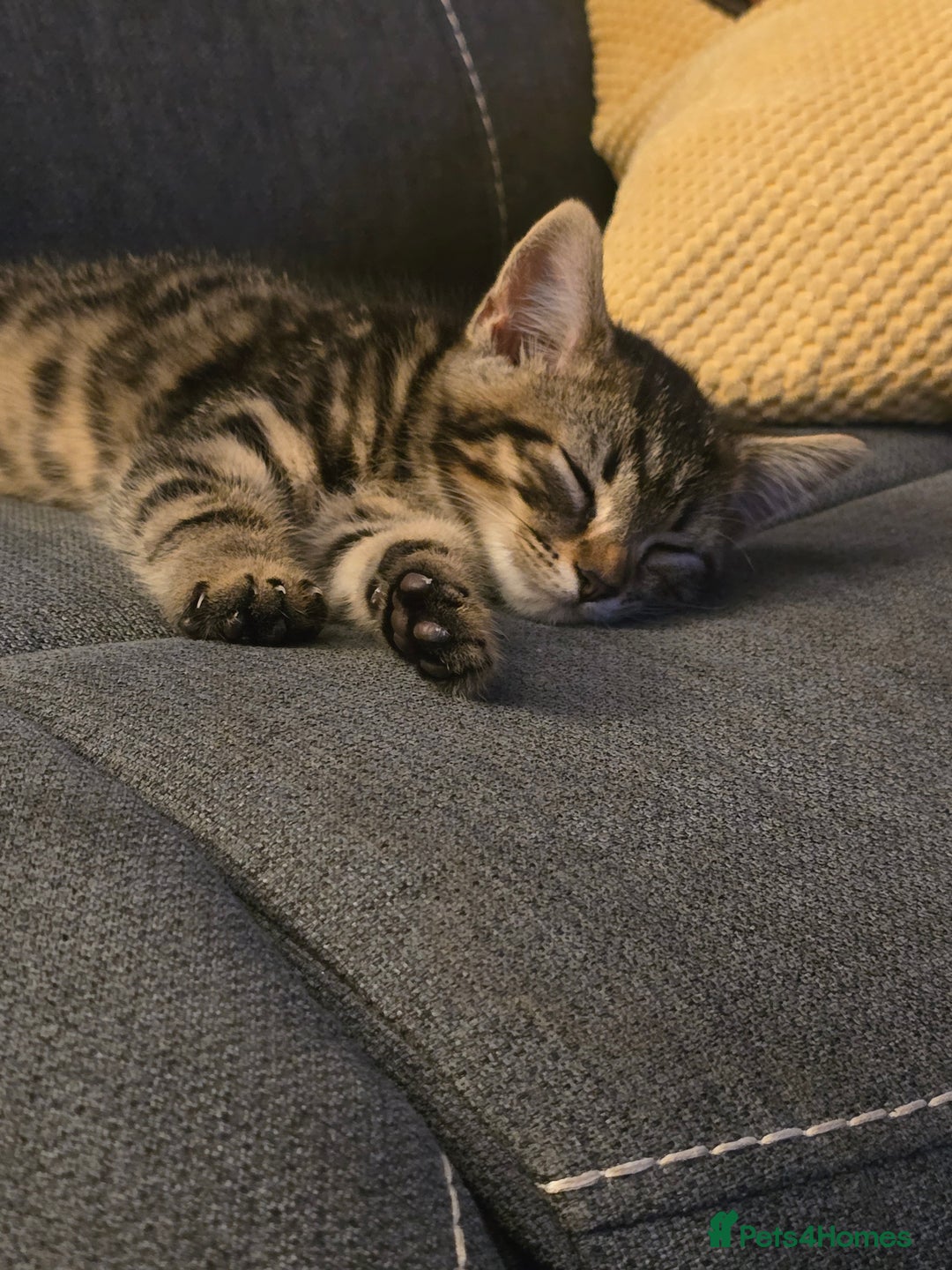 Mixed Breed cats for sale: Heartbreaking decision to rehome - Advert 6