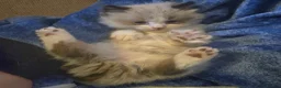 Ragdoll cats for sale: Ragdoll crosses from £175 *READY NOW* - Advert 1