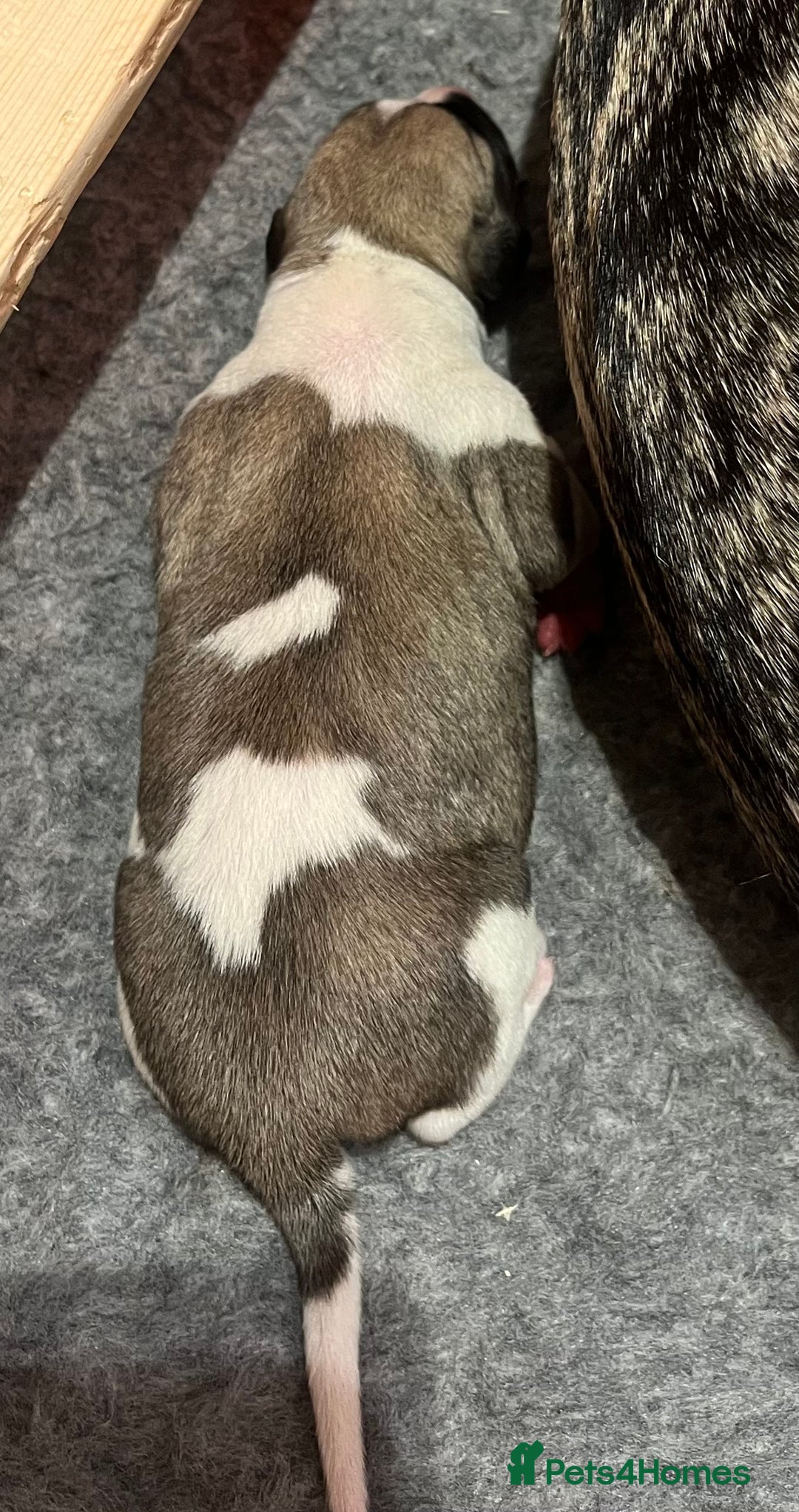 Whippet dogs for sale: Whippet puppies for sale - Advert 4