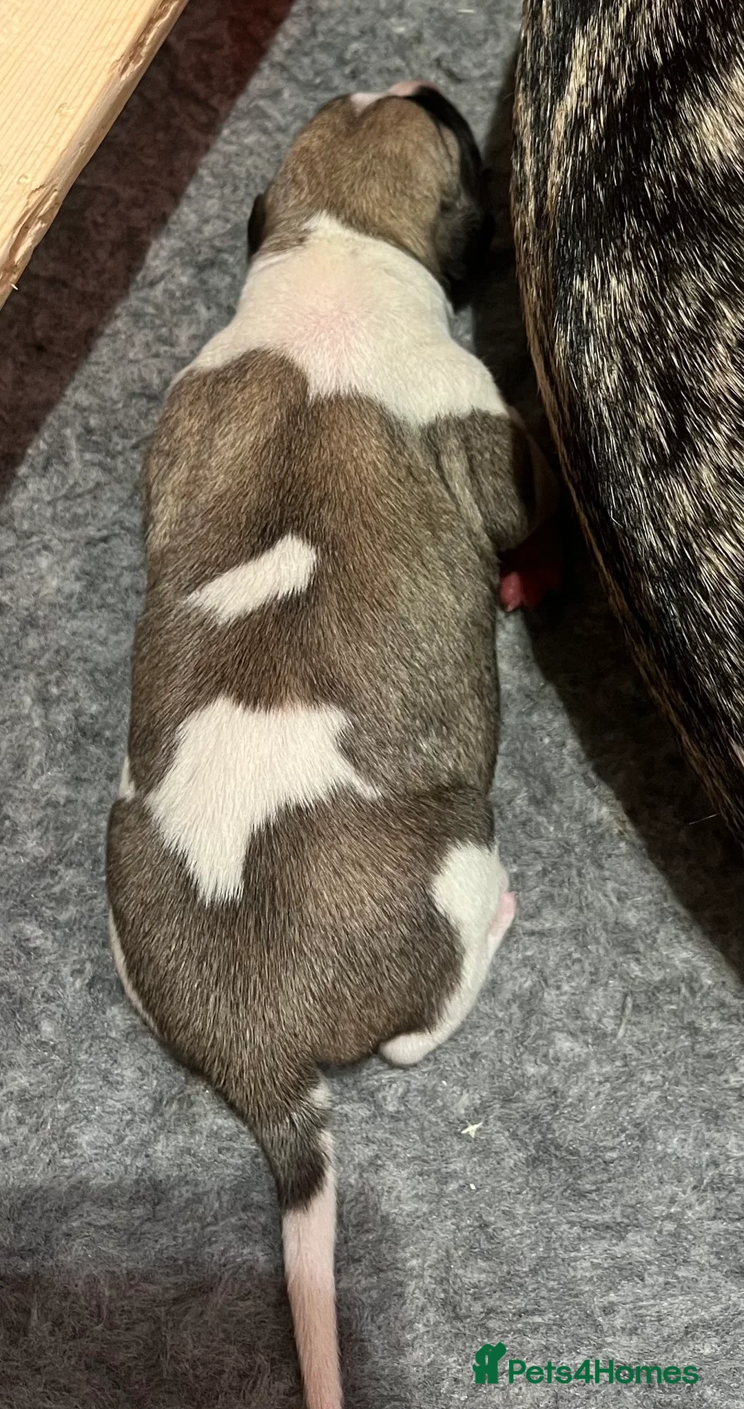 Whippet dogs for sale: Great quality Whippet puppies for sale - Advert 22