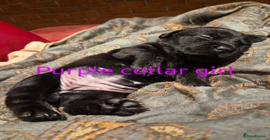 Mixed Breed dogs - Advert 6