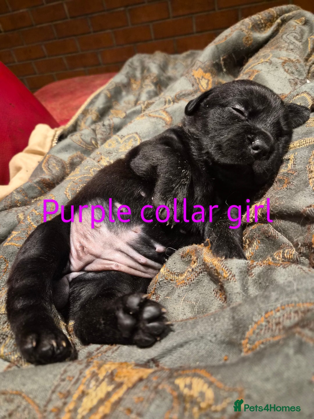 Mixed Breed dogs for sale: Beautiful Chunky Chow-Pei Puppies - Image 2