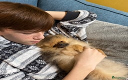 Pomeranian dogs for sale: Beautiful orange sable male - Image 4