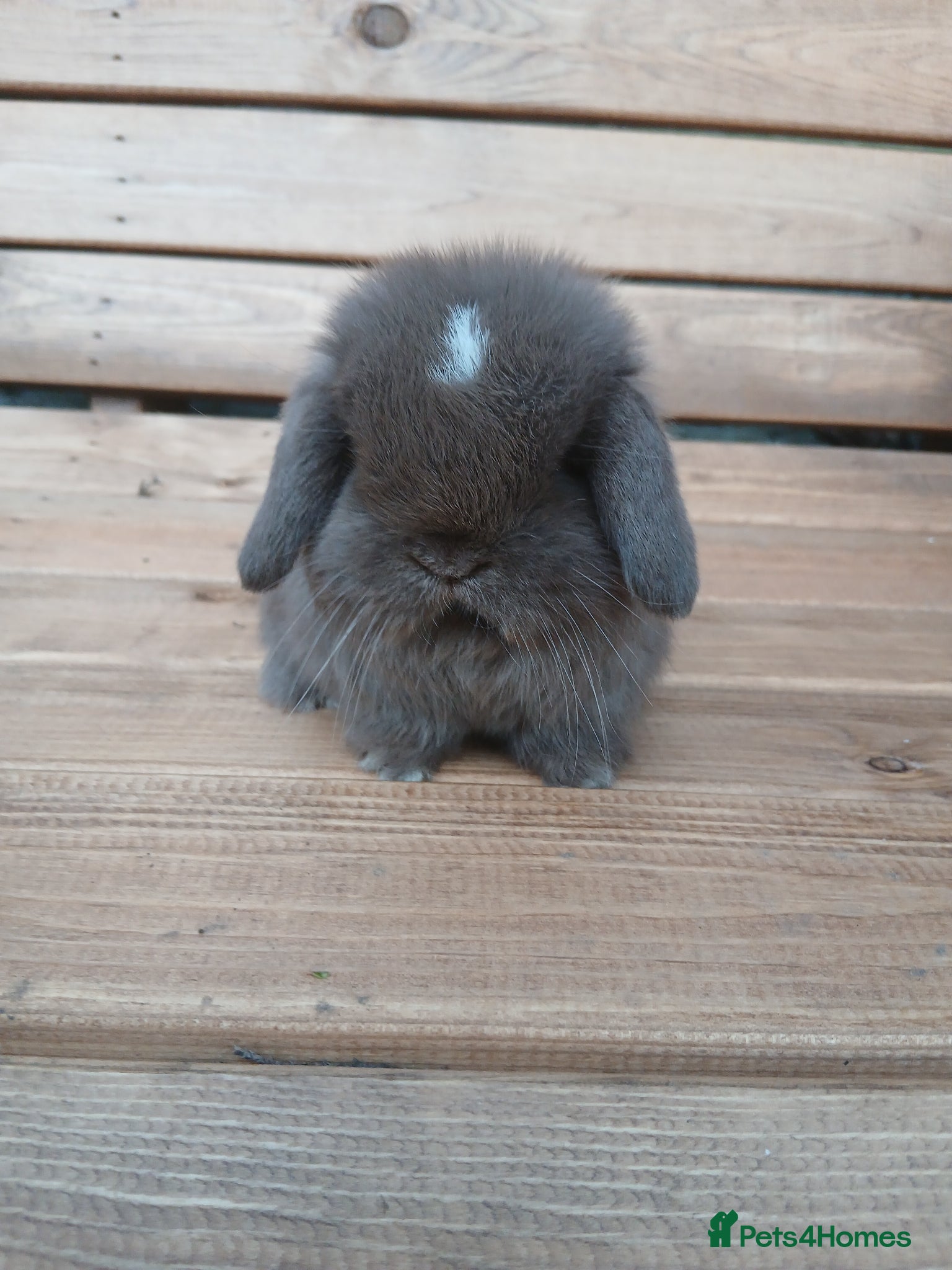 Mini Lop rabbits Purebred mini lops ready to reserve - Advert 15