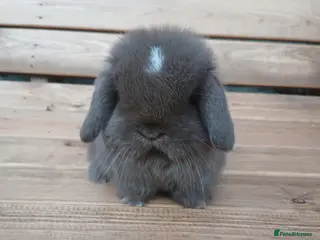 Mini Lop rabbits Purebred mini lops ready to reserve - Advert 15