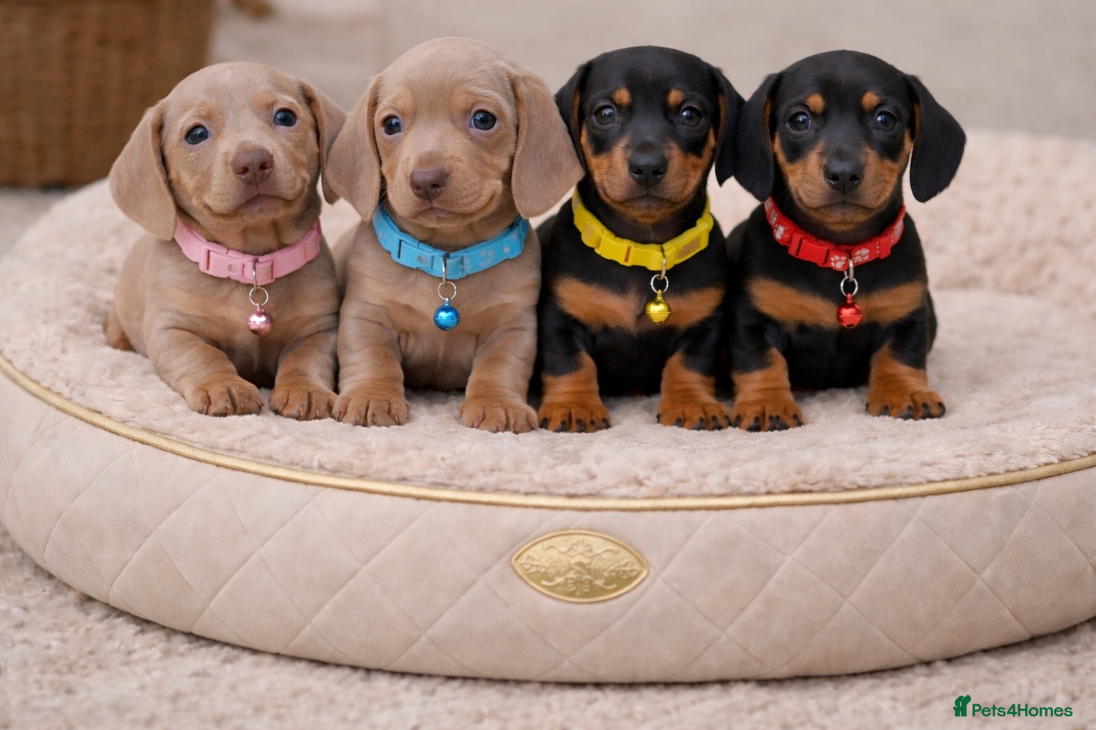 Miniature Dachshund dogs RAINBOW LITTER OF MINI DAX'S WOW 💯🔥  - Advert 1