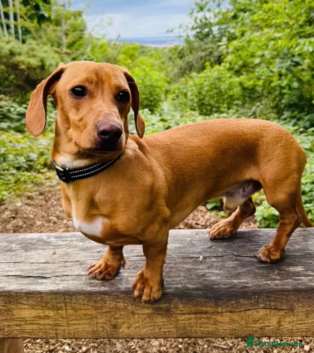 Dachshund dogs for sale: Buddy  in Rhyl - Advert 1