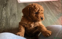 Cockapoo dogs for sale: Stunning cockapoo boys for sale  - Image 10