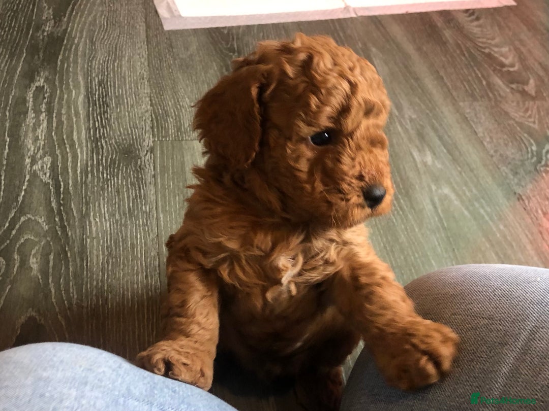 Cockapoo dogs for sale: Stunning cockapoo boys for sale  - Image 10