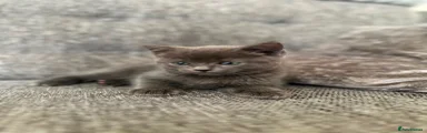 British Shorthair dark blue boy 