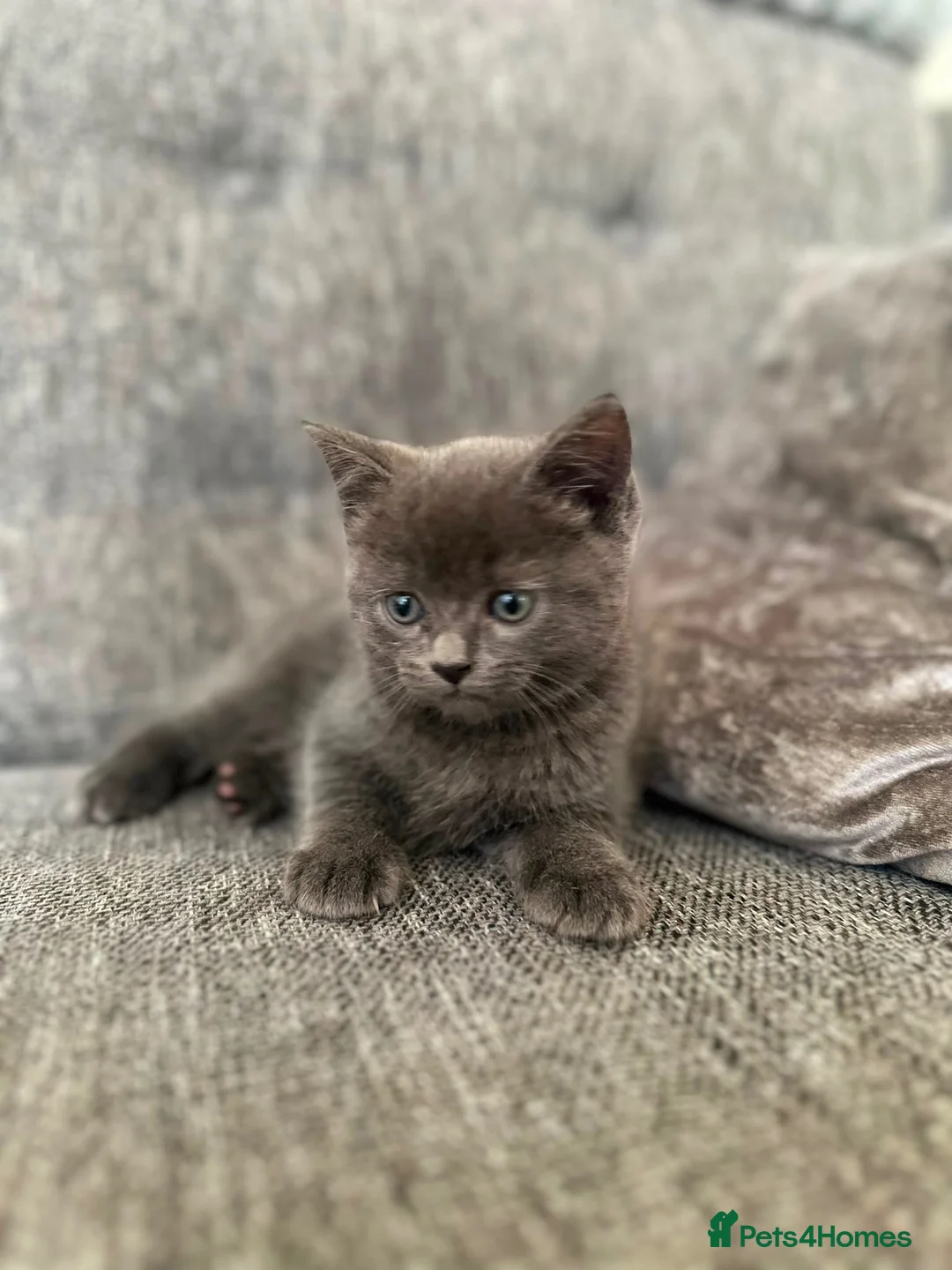 British Shorthair cats for sale: Stunning blue BSH X kittens! Two boys! in Halifax - Advert 2